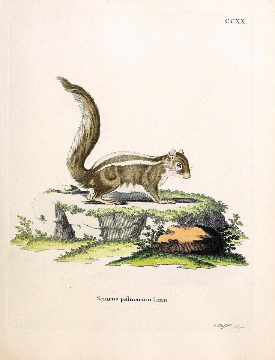 Die SÃ¤ugthiere in Abbildungen nach der Natur /.Erlangen :Expedition des Schreber'schen sÃ¤ugthier- und des Esper'schen Schmetterlingswerkes [etc.,1774]-1846.. |  | Vintage Print Reproduction 473374