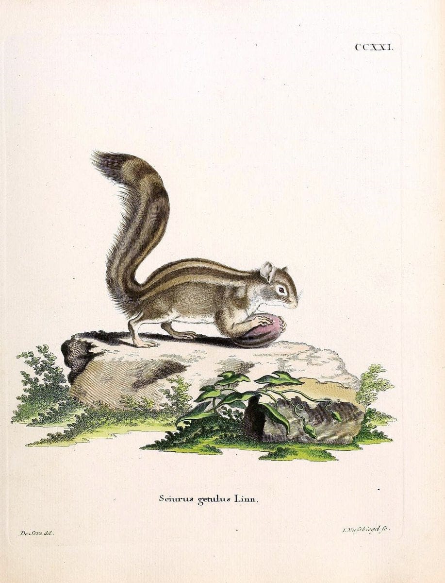 Die SÃ¤ugthiere in Abbildungen nach der Natur /.Erlangen :Expedition des Schreber'schen sÃ¤ugthier- und des Esper'schen Schmetterlingswerkes [etc.,1774]-1846.. |  | Vintage Print Reproduction 473375
