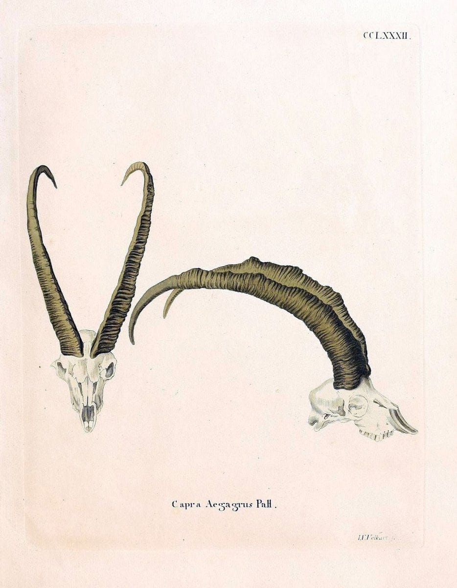 Die SÃ¤ugthiere in Abbildungen nach der Natur /.Erlangen :Expedition des Schreber'schen sÃ¤ugthier- und des Esper'schen Schmetterlingswerkes [etc.,1774]-1846.. |  | Vintage Print Reproduction 473377