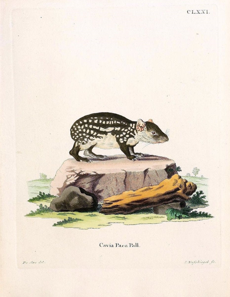 Die SÃ¤ugthiere in Abbildungen nach der Natur /.Erlangen :Expedition des Schreber'schen sÃ¤ugthier- und des Esper'schen Schmetterlingswerkes [etc.,1774]-1846.. |  | Vintage Print Reproduction 473378