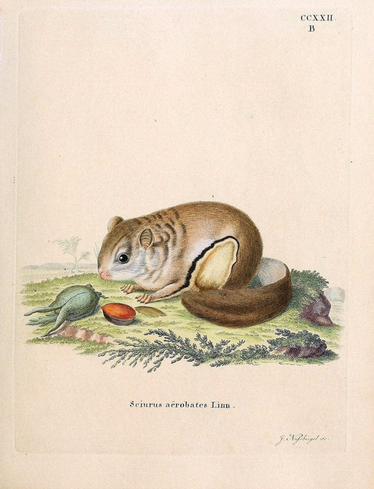 Die SÃ¤ugthiere in Abbildungen nach der Natur /.Erlangen :Expedition des Schreber'schen sÃ¤ugthier- und des Esper'schen Schmetterlingswerkes [etc.,1774]-1846.. |  | Vintage Print Reproduction 473379