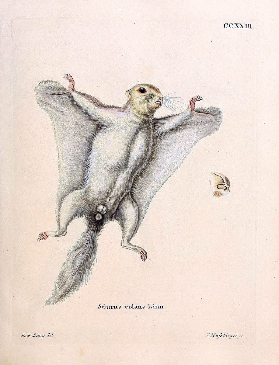 Die SÃ¤ugthiere in Abbildungen nach der Natur /.Erlangen :Expedition des Schreber'schen sÃ¤ugthier- und des Esper'schen Schmetterlingswerkes [etc.,1774]-1846.. |  | Vintage Print Reproduction 473380