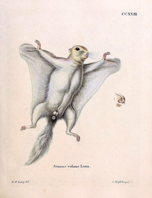 Die SÃ¤ugthiere in Abbildungen nach der Natur /.Erlangen :Expedition des Schreber'schen sÃ¤ugthier- und des Esper'schen Schmetterlingswerkes [etc.,1774]-1846.. |  | Vintage Print Reproduction 473380