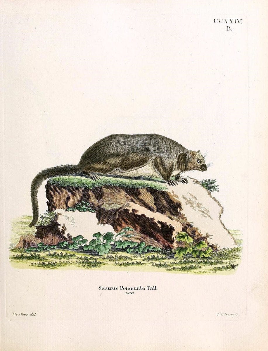 Die SÃ¤ugthiere in Abbildungen nach der Natur /.Erlangen :Expedition des Schreber'schen sÃ¤ugthier- und des Esper'schen Schmetterlingswerkes [etc.,1774]-1846.. |  | Vintage Print Reproduction 473382