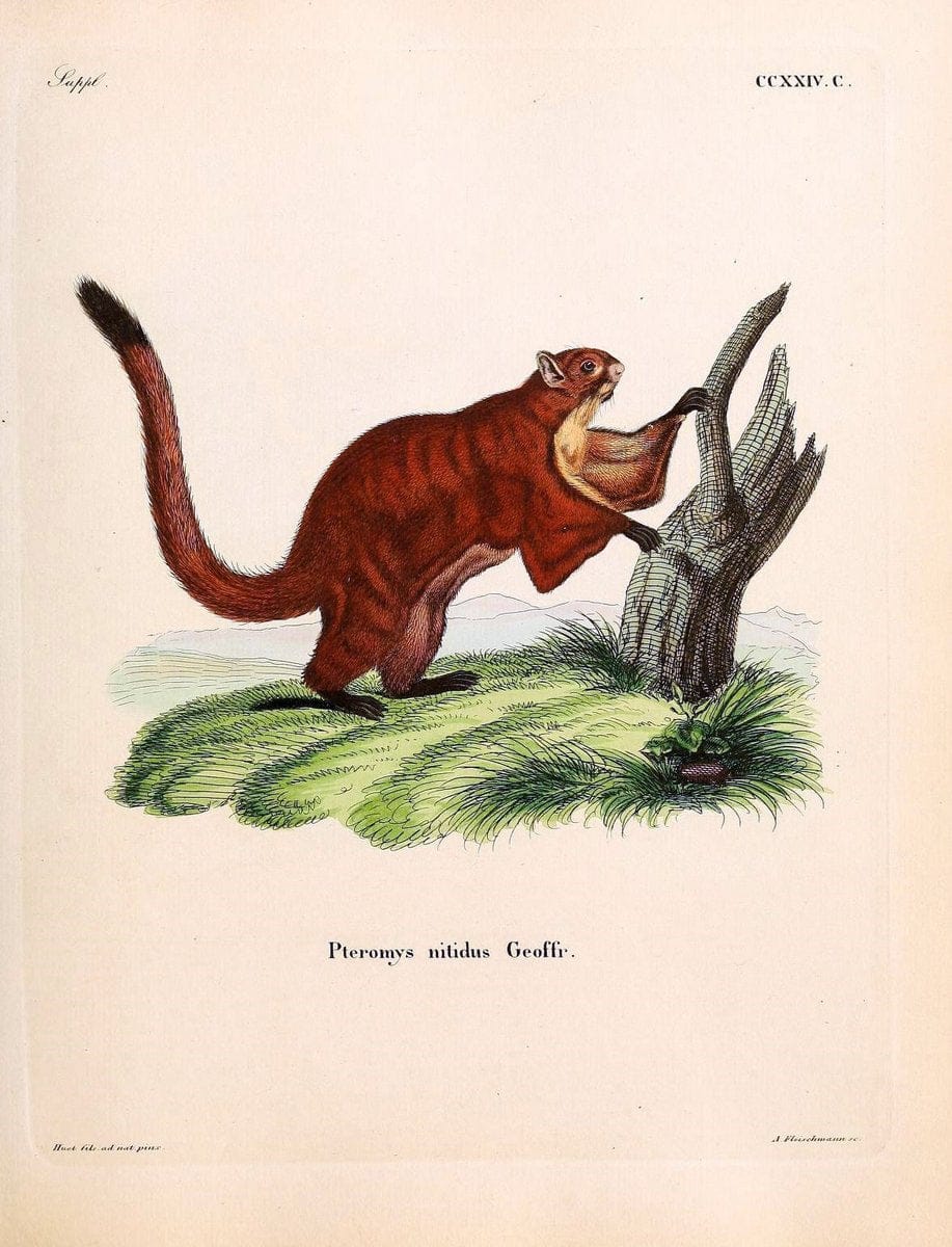 Die SÃ¤ugthiere in Abbildungen nach der Natur /.Erlangen :Expedition des Schreber'schen sÃ¤ugthier- und des Esper'schen Schmetterlingswerkes [etc.,1774]-1846.. |  | Vintage Print Reproduction 473383