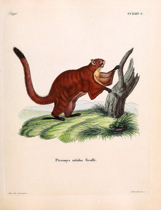 Die SÃ¤ugthiere in Abbildungen nach der Natur /.Erlangen :Expedition des Schreber'schen sÃ¤ugthier- und des Esper'schen Schmetterlingswerkes [etc.,1774]-1846.. |  | Vintage Print Reproduction 473383