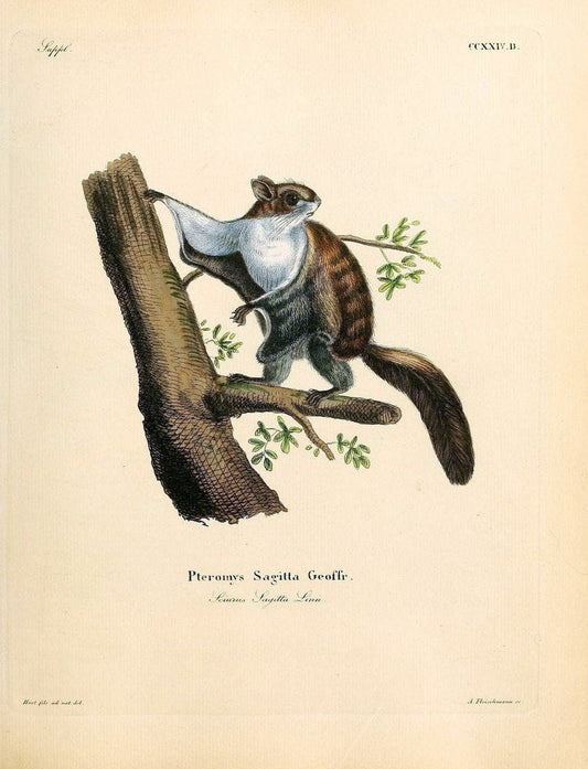 Die SÃ¤ugthiere in Abbildungen nach der Natur /.Erlangen :Expedition des Schreber'schen sÃ¤ugthier- und des Esper'schen Schmetterlingswerkes [etc.,1774]-1846.. |  | Vintage Print Reproduction 473384