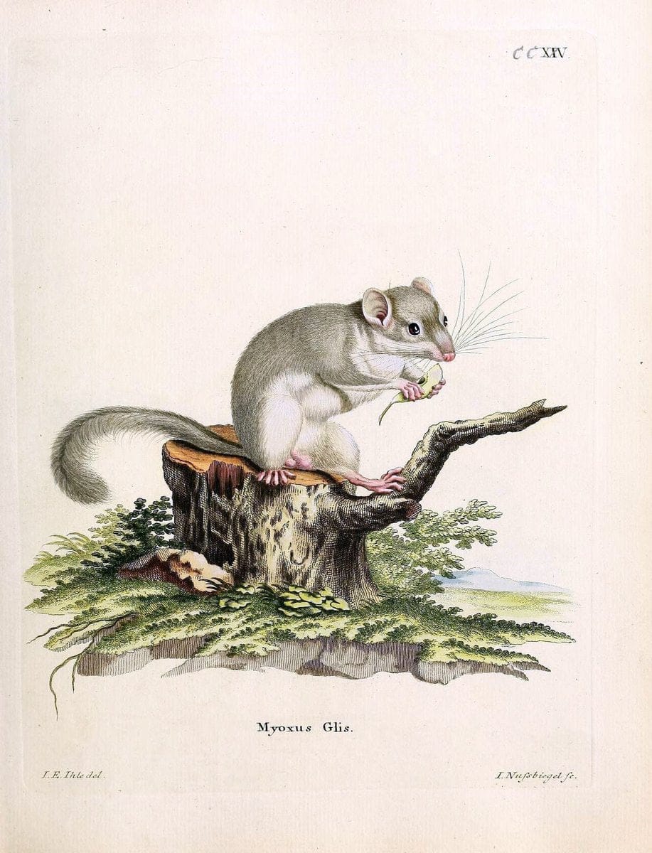 Die SÃ¤ugthiere in Abbildungen nach der Natur /.Erlangen :Expedition des Schreber'schen sÃ¤ugthier- und des Esper'schen Schmetterlingswerkes [etc.,1774]-1846.. |  | Vintage Print Reproduction 473385