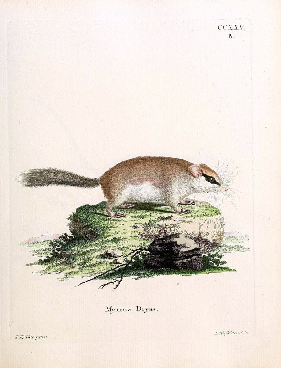 Die SÃ¤ugthiere in Abbildungen nach der Natur /.Erlangen :Expedition des Schreber'schen sÃ¤ugthier- und des Esper'schen Schmetterlingswerkes [etc.,1774]-1846.. |  | Vintage Print Reproduction 473386