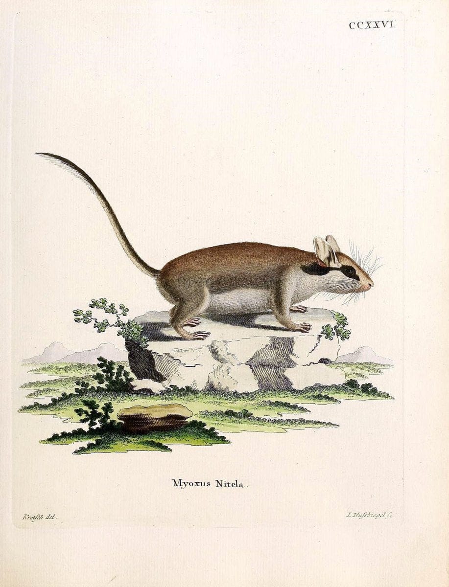Die SÃ¤ugthiere in Abbildungen nach der Natur /.Erlangen :Expedition des Schreber'schen sÃ¤ugthier- und des Esper'schen Schmetterlingswerkes [etc.,1774]-1846.. |  | Vintage Print Reproduction 473387