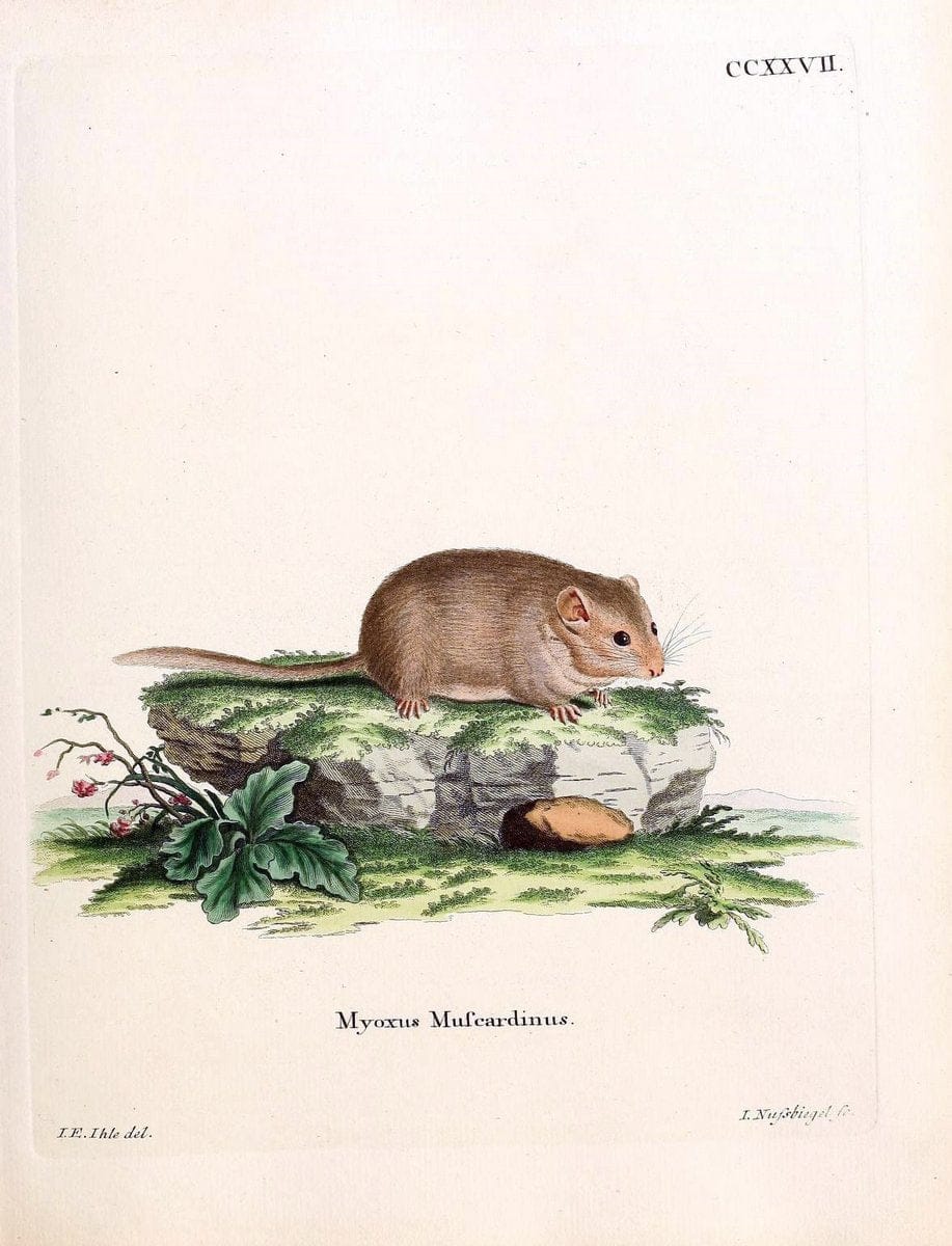 Die SÃ¤ugthiere in Abbildungen nach der Natur /.Erlangen :Expedition des Schreber'schen sÃ¤ugthier- und des Esper'schen Schmetterlingswerkes [etc.,1774]-1846.. |  | Vintage Print Reproduction 473388
