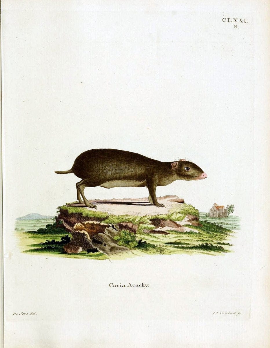 Die SÃ¤ugthiere in Abbildungen nach der Natur /.Erlangen :Expedition des Schreber'schen sÃ¤ugthier- und des Esper'schen Schmetterlingswerkes [etc.,1774]-1846.. |  | Vintage Print Reproduction 473390
