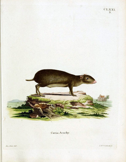 Die SÃ¤ugthiere in Abbildungen nach der Natur /.Erlangen :Expedition des Schreber'schen sÃ¤ugthier- und des Esper'schen Schmetterlingswerkes [etc.,1774]-1846.. |  | Vintage Print Reproduction 473390