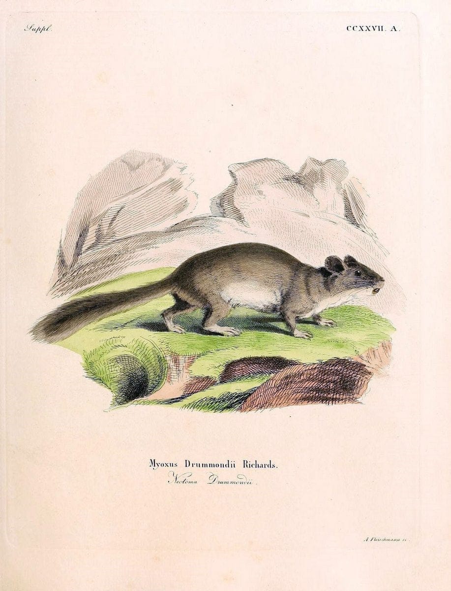Die SÃ¤ugthiere in Abbildungen nach der Natur /.Erlangen :Expedition des Schreber'schen sÃ¤ugthier- und des Esper'schen Schmetterlingswerkes [etc.,1774]-1846.. |  | Vintage Print Reproduction 473391