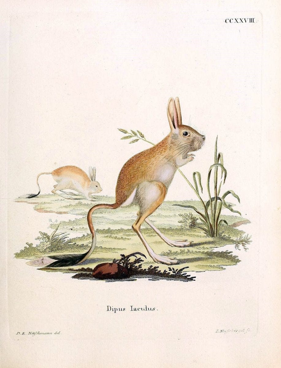 Die SÃ¤ugthiere in Abbildungen nach der Natur /.Erlangen :Expedition des Schreber'schen sÃ¤ugthier- und des Esper'schen Schmetterlingswerkes [etc.,1774]-1846.. |  | Vintage Print Reproduction 473392