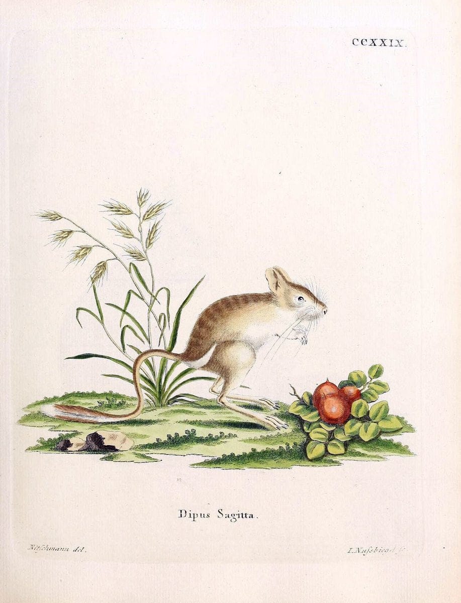 Die SÃ¤ugthiere in Abbildungen nach der Natur /.Erlangen :Expedition des Schreber'schen sÃ¤ugthier- und des Esper'schen Schmetterlingswerkes [etc.,1774]-1846.. |  | Vintage Print Reproduction 473393