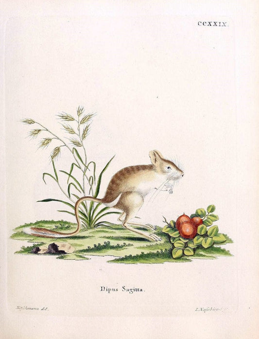 Die SÃ¤ugthiere in Abbildungen nach der Natur /.Erlangen :Expedition des Schreber'schen sÃ¤ugthier- und des Esper'schen Schmetterlingswerkes [etc.,1774]-1846.. |  | Vintage Print Reproduction 473393