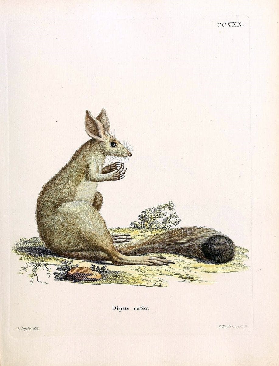 Die SÃ¤ugthiere in Abbildungen nach der Natur /.Erlangen :Expedition des Schreber'schen sÃ¤ugthier- und des Esper'schen Schmetterlingswerkes [etc.,1774]-1846.. |  | Vintage Print Reproduction 473394