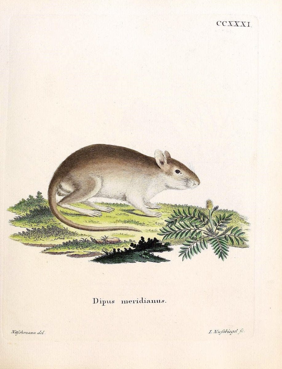 Die SÃ¤ugthiere in Abbildungen nach der Natur /.Erlangen :Expedition des Schreber'schen sÃ¤ugthier- und des Esper'schen Schmetterlingswerkes [etc.,1774]-1846.. |  | Vintage Print Reproduction 473395