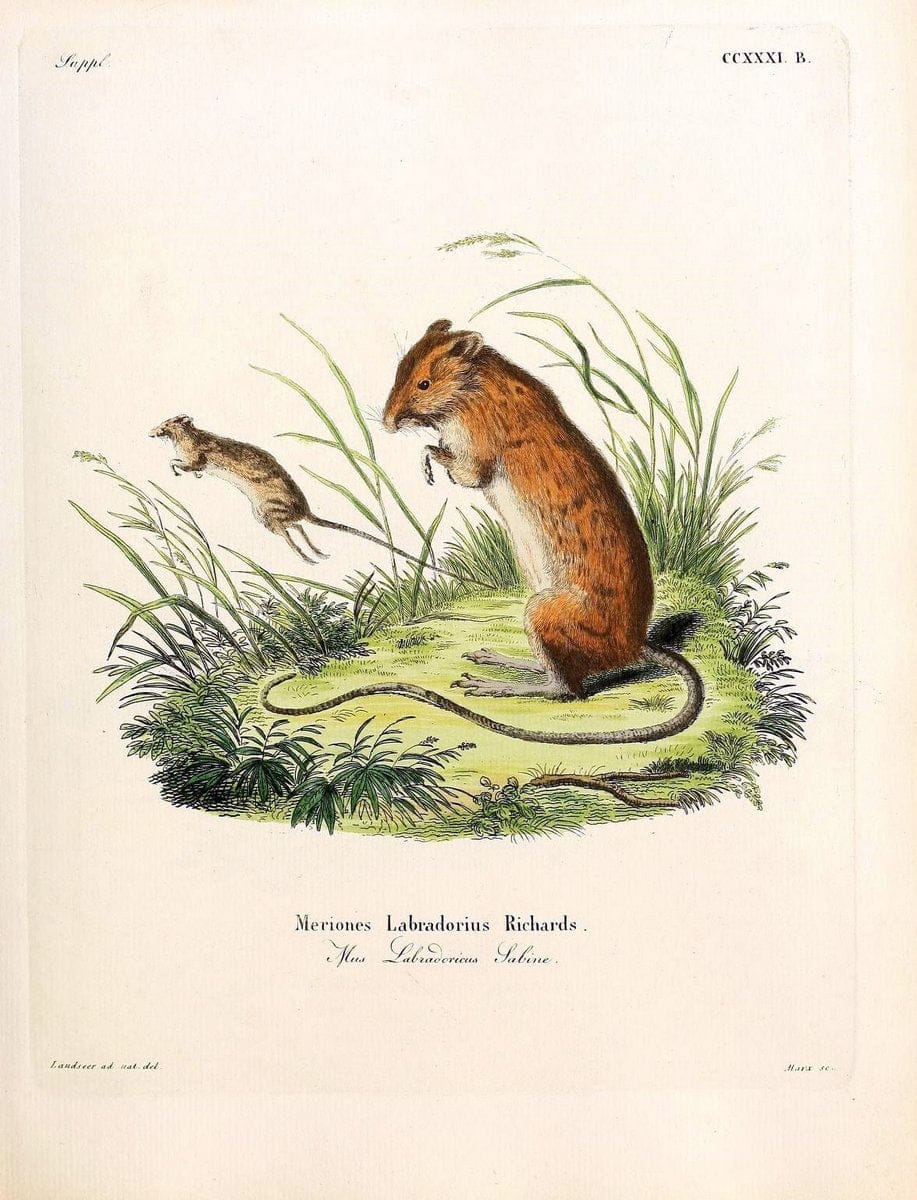 Die SÃ¤ugthiere in Abbildungen nach der Natur /.Erlangen :Expedition des Schreber'schen sÃ¤ugthier- und des Esper'schen Schmetterlingswerkes [etc.,1774]-1846.. |  | Vintage Print Reproduction 473396