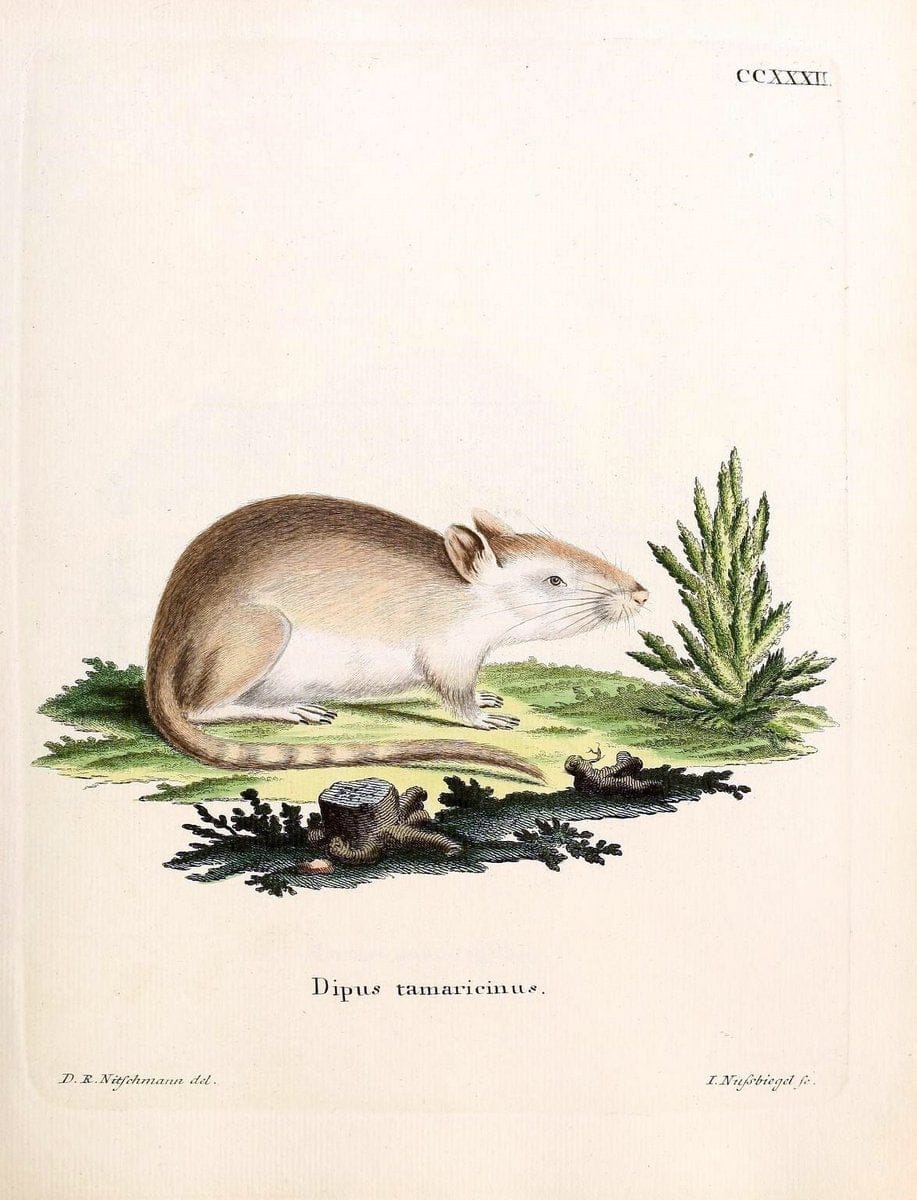 Die SÃ¤ugthiere in Abbildungen nach der Natur /.Erlangen :Expedition des Schreber'schen sÃ¤ugthier- und des Esper'schen Schmetterlingswerkes [etc.,1774]-1846.. |  | Vintage Print Reproduction 473397