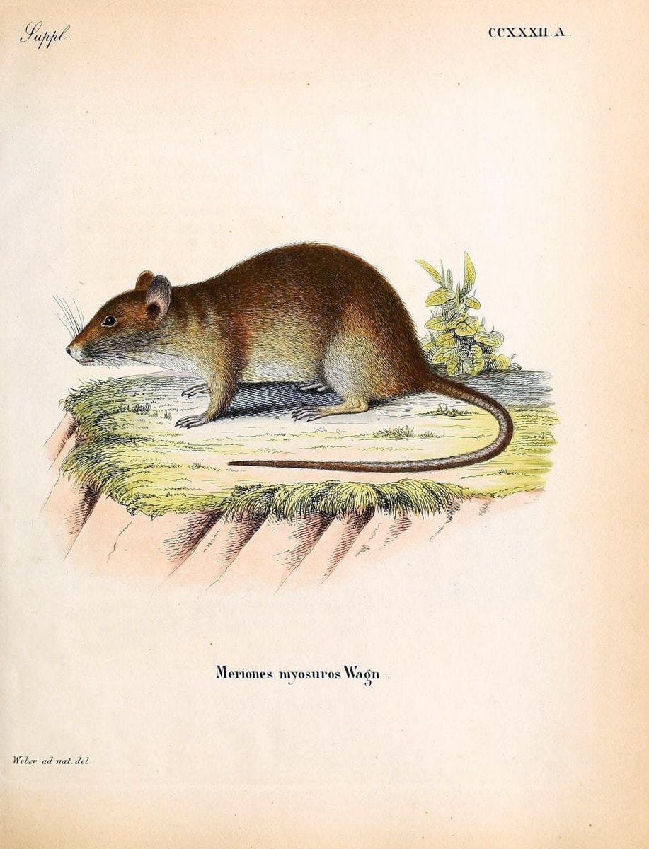 Die SÃ¤ugthiere in Abbildungen nach der Natur /.Erlangen :Expedition des Schreber'schen sÃ¤ugthier- und des Esper'schen Schmetterlingswerkes [etc.,1774]-1846.. |  | Vintage Print Reproduction 473398