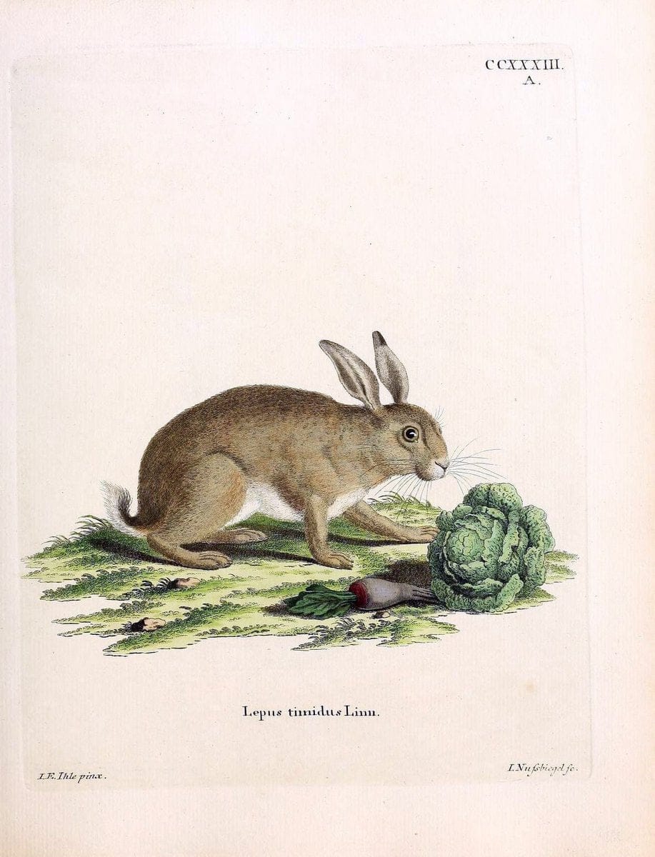 Die SÃ¤ugthiere in Abbildungen nach der Natur /.Erlangen :Expedition des Schreber'schen sÃ¤ugthier- und des Esper'schen Schmetterlingswerkes [etc.,1774]-1846.. |  | Vintage Print Reproduction 473399