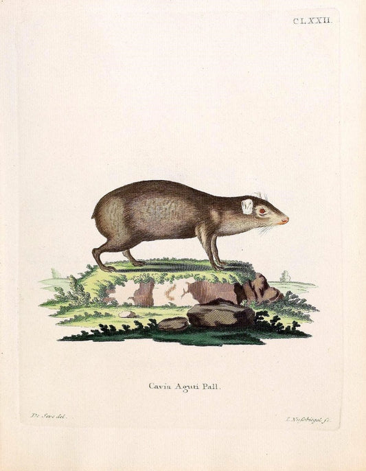 Die SÃ¤ugthiere in Abbildungen nach der Natur /.Erlangen :Expedition des Schreber'schen sÃ¤ugthier- und des Esper'schen Schmetterlingswerkes [etc.,1774]-1846.. |  | Vintage Print Reproduction 473402