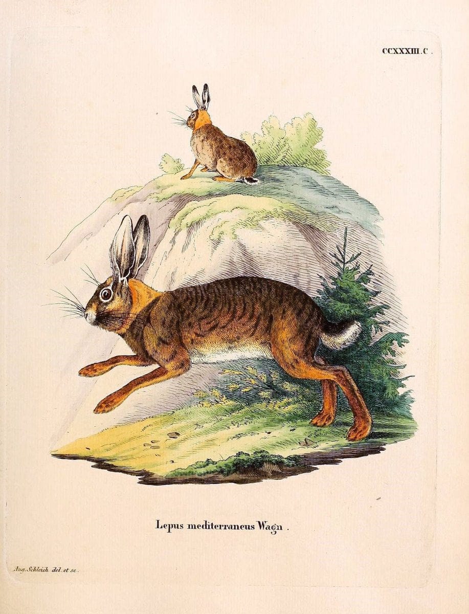 Die SÃ¤ugthiere in Abbildungen nach der Natur /.Erlangen :Expedition des Schreber'schen sÃ¤ugthier- und des Esper'schen Schmetterlingswerkes [etc.,1774]-1846.. |  | Vintage Print Reproduction 473403