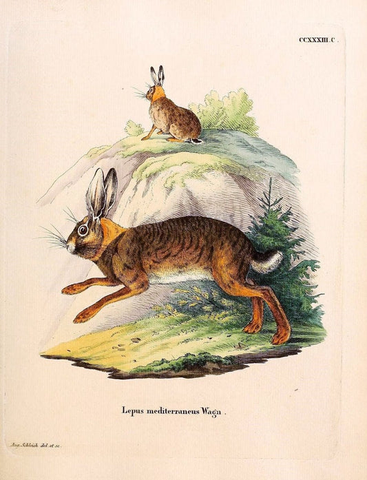 Die SÃ¤ugthiere in Abbildungen nach der Natur /.Erlangen :Expedition des Schreber'schen sÃ¤ugthier- und des Esper'schen Schmetterlingswerkes [etc.,1774]-1846.. |  | Vintage Print Reproduction 473403