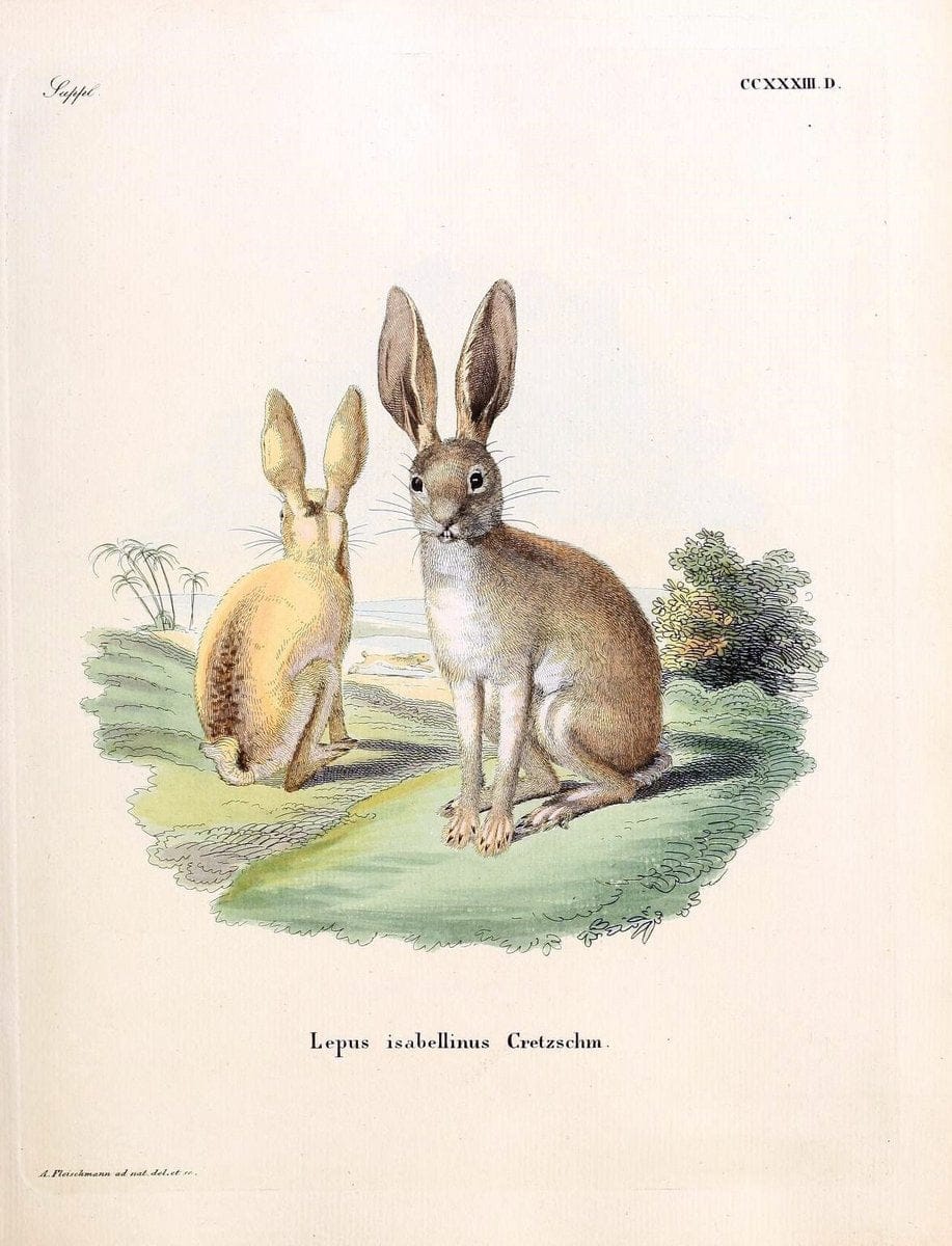 Die SÃ¤ugthiere in Abbildungen nach der Natur /.Erlangen :Expedition des Schreber'schen sÃ¤ugthier- und des Esper'schen Schmetterlingswerkes [etc.,1774]-1846.. |  | Vintage Print Reproduction 473404