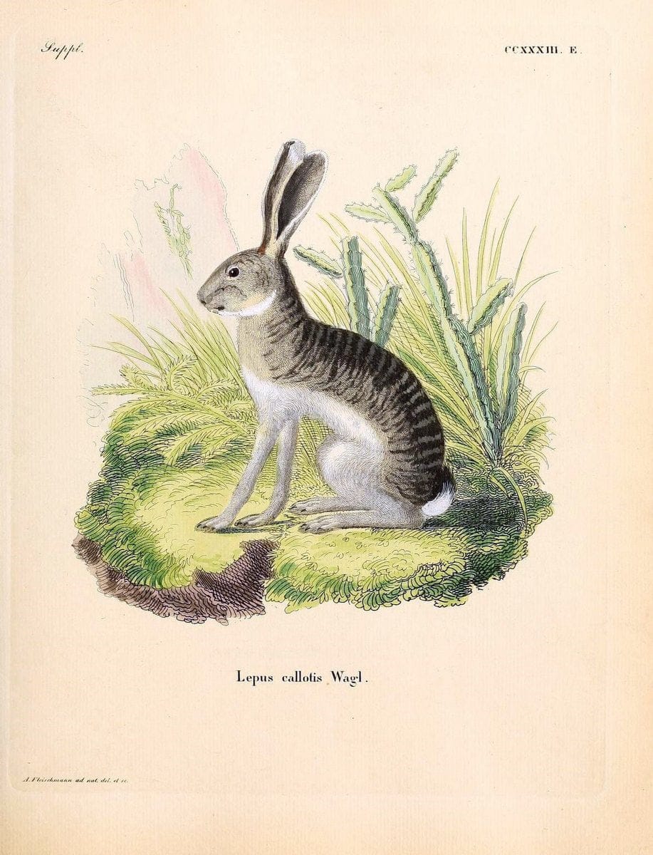 Die SÃ¤ugthiere in Abbildungen nach der Natur /.Erlangen :Expedition des Schreber'schen sÃ¤ugthier- und des Esper'schen Schmetterlingswerkes [etc.,1774]-1846.. |  | Vintage Print Reproduction 473405