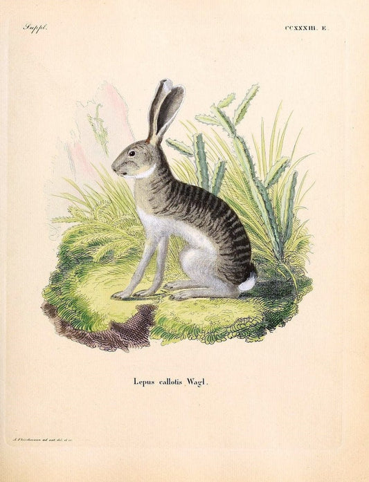 Die SÃ¤ugthiere in Abbildungen nach der Natur /.Erlangen :Expedition des Schreber'schen sÃ¤ugthier- und des Esper'schen Schmetterlingswerkes [etc.,1774]-1846.. |  | Vintage Print Reproduction 473405