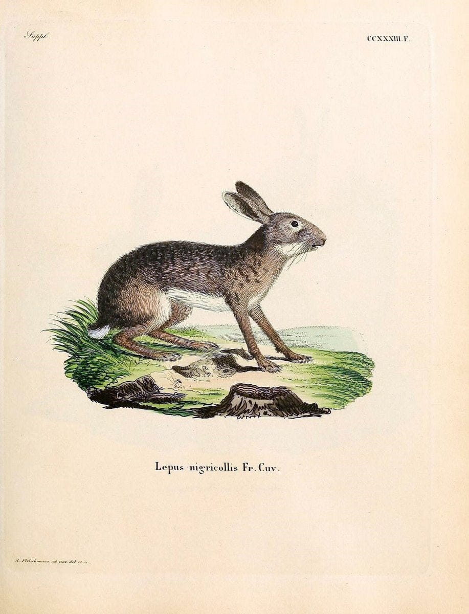 Die SÃ¤ugthiere in Abbildungen nach der Natur /.Erlangen :Expedition des Schreber'schen sÃ¤ugthier- und des Esper'schen Schmetterlingswerkes [etc.,1774]-1846.. |  | Vintage Print Reproduction 473406