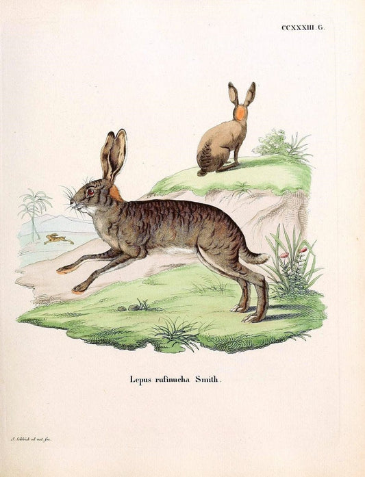 Die SÃ¤ugthiere in Abbildungen nach der Natur /.Erlangen :Expedition des Schreber'schen sÃ¤ugthier- und des Esper'schen Schmetterlingswerkes [etc.,1774]-1846.. |  | Vintage Print Reproduction 473407