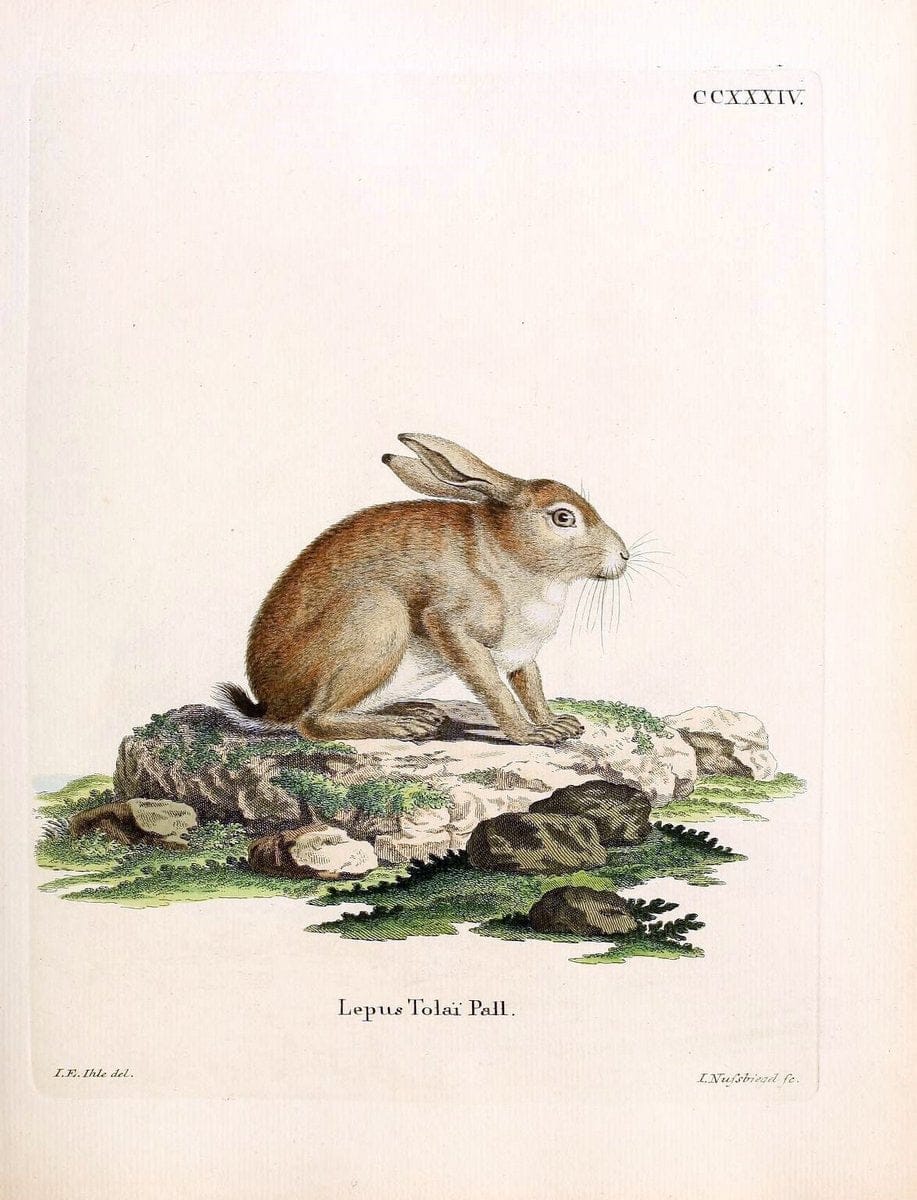 Die SÃ¤ugthiere in Abbildungen nach der Natur /.Erlangen :Expedition des Schreber'schen sÃ¤ugthier- und des Esper'schen Schmetterlingswerkes [etc.,1774]-1846.. |  | Vintage Print Reproduction 473408