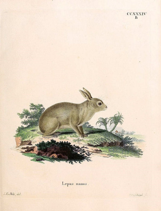 Die SÃ¤ugthiere in Abbildungen nach der Natur /.Erlangen :Expedition des Schreber'schen sÃ¤ugthier- und des Esper'schen Schmetterlingswerkes [etc.,1774]-1846.. |  | Vintage Print Reproduction 473409