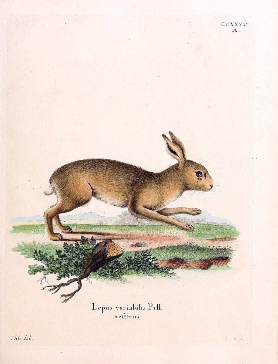 Die SÃ¤ugthiere in Abbildungen nach der Natur /.Erlangen :Expedition des Schreber'schen sÃ¤ugthier- und des Esper'schen Schmetterlingswerkes [etc.,1774]-1846.. |  | Vintage Print Reproduction 473410
