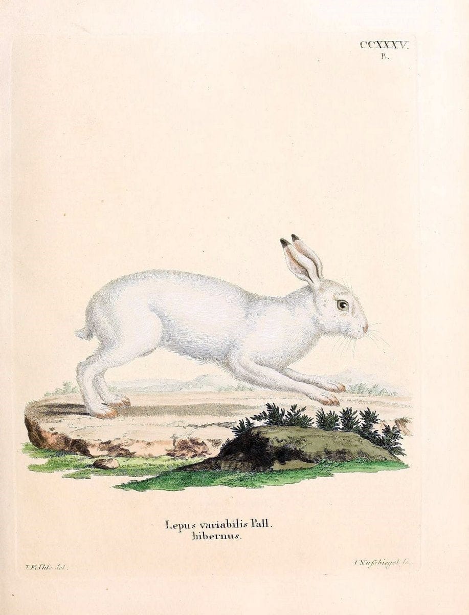 Die SÃ¤ugthiere in Abbildungen nach der Natur /.Erlangen :Expedition des Schreber'schen sÃ¤ugthier- und des Esper'schen Schmetterlingswerkes [etc.,1774]-1846.. |  | Vintage Print Reproduction 473411