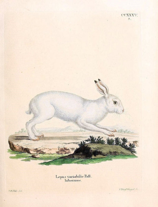Die SÃ¤ugthiere in Abbildungen nach der Natur /.Erlangen :Expedition des Schreber'schen sÃ¤ugthier- und des Esper'schen Schmetterlingswerkes [etc.,1774]-1846.. |  | Vintage Print Reproduction 473411