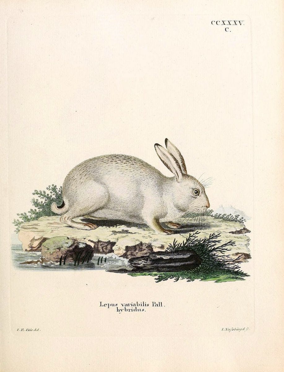 Die SÃ¤ugthiere in Abbildungen nach der Natur /.Erlangen :Expedition des Schreber'schen sÃ¤ugthier- und des Esper'schen Schmetterlingswerkes [etc.,1774]-1846.. |  | Vintage Print Reproduction 473412