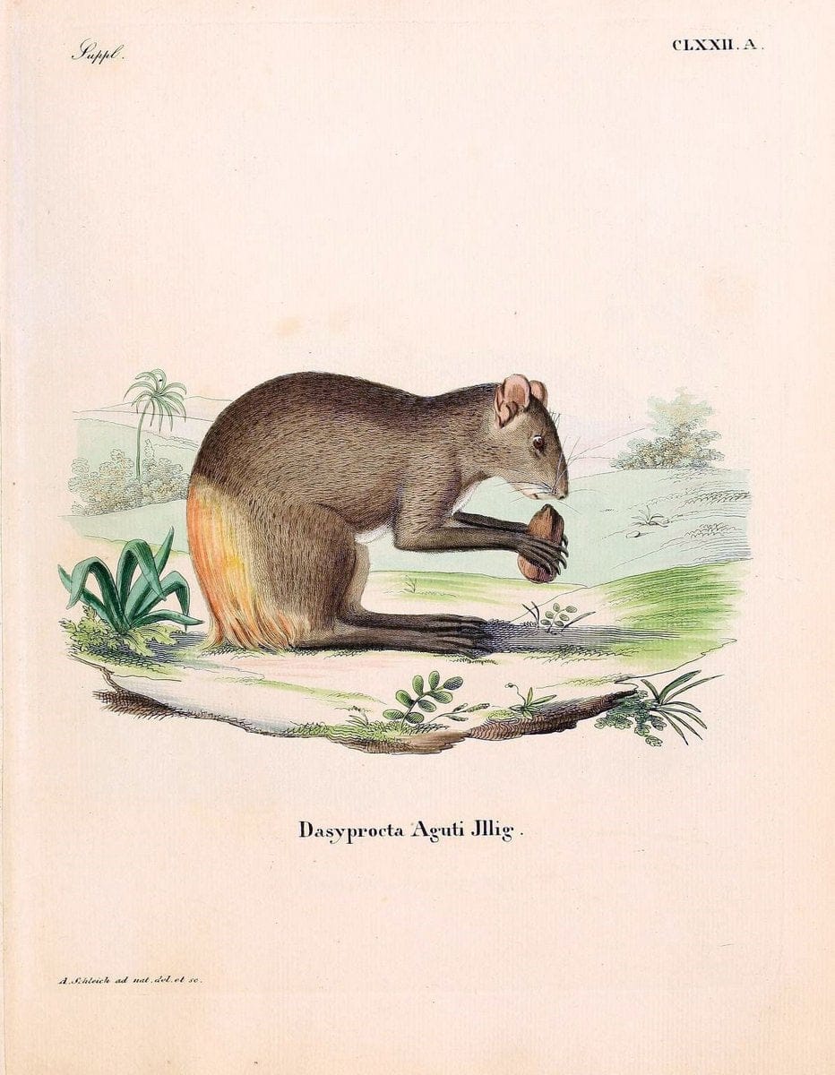 Die SÃ¤ugthiere in Abbildungen nach der Natur /.Erlangen :Expedition des Schreber'schen sÃ¤ugthier- und des Esper'schen Schmetterlingswerkes [etc.,1774]-1846.. |  | Vintage Print Reproduction 473414