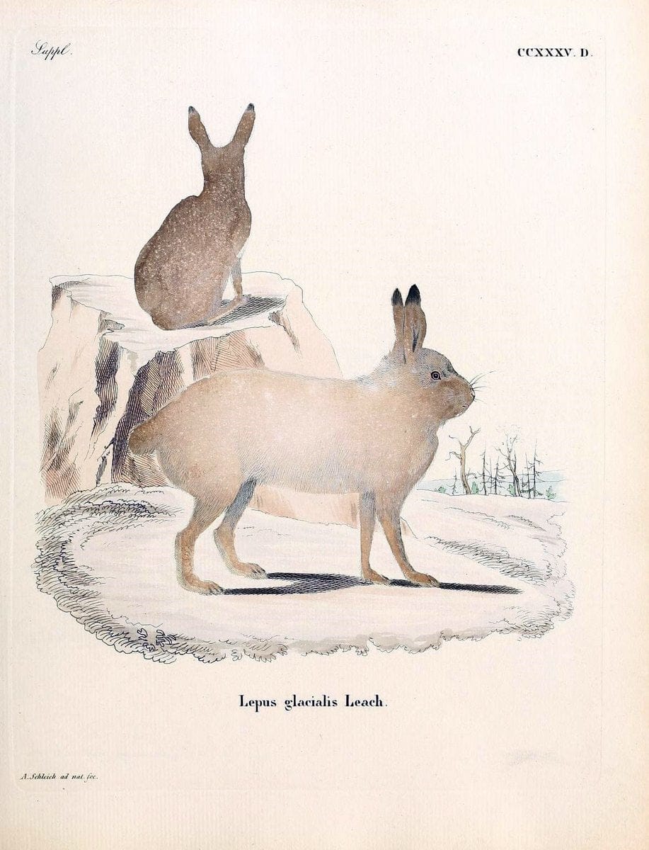 Die SÃ¤ugthiere in Abbildungen nach der Natur /.Erlangen :Expedition des Schreber'schen sÃ¤ugthier- und des Esper'schen Schmetterlingswerkes [etc.,1774]-1846.. |  | Vintage Print Reproduction 473415