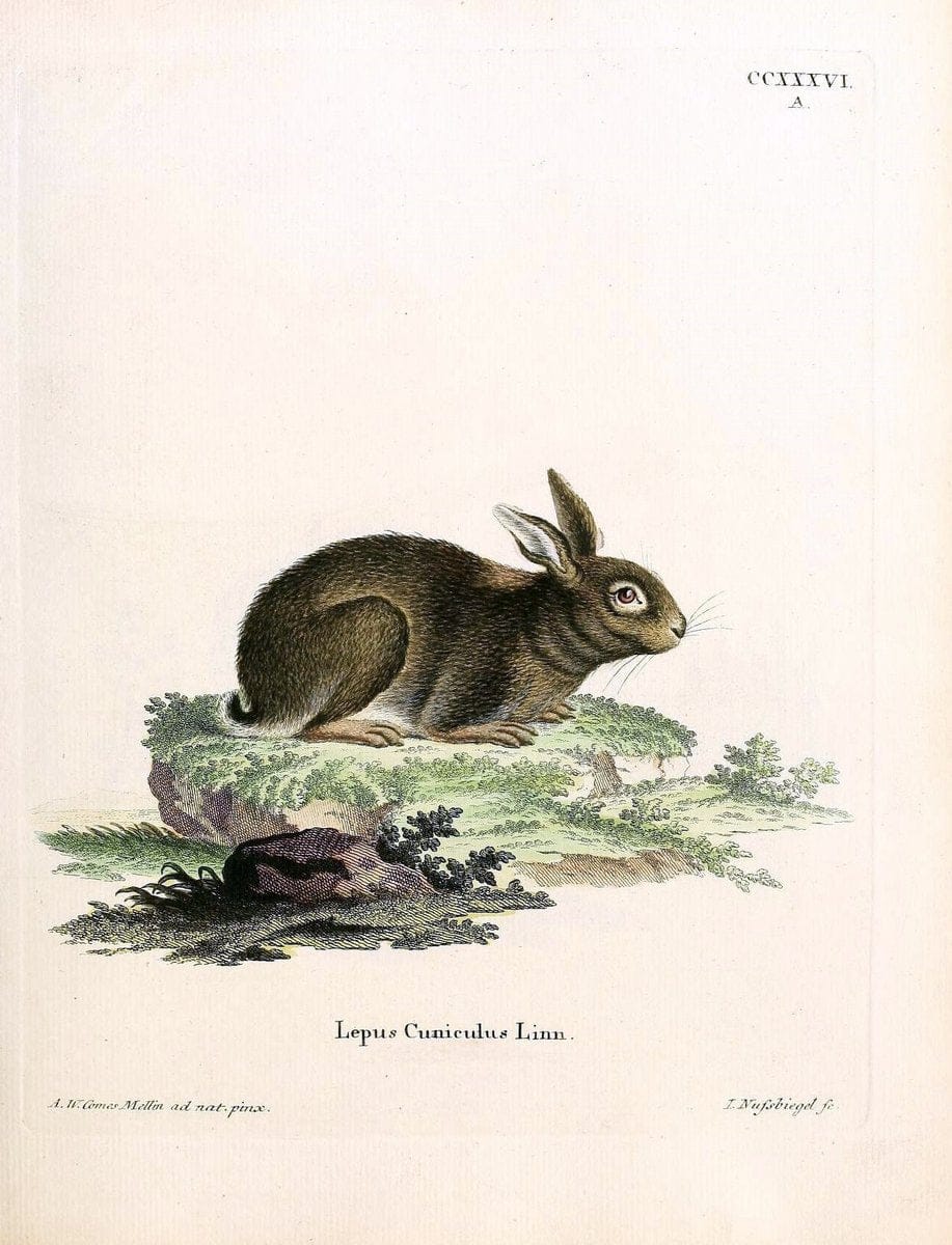 Die SÃ¤ugthiere in Abbildungen nach der Natur /.Erlangen :Expedition des Schreber'schen sÃ¤ugthier- und des Esper'schen Schmetterlingswerkes [etc.,1774]-1846.. |  | Vintage Print Reproduction 473416