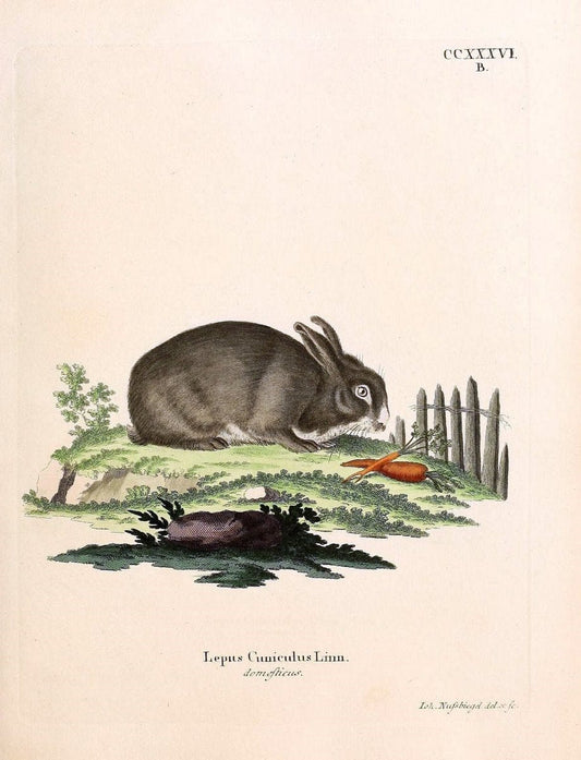 Die SÃ¤ugthiere in Abbildungen nach der Natur /.Erlangen :Expedition des Schreber'schen sÃ¤ugthier- und des Esper'schen Schmetterlingswerkes [etc.,1774]-1846.. |  | Vintage Print Reproduction 473417