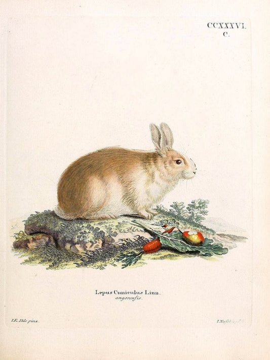 Die SÃ¤ugthiere in Abbildungen nach der Natur /.Erlangen :Expedition des Schreber'schen sÃ¤ugthier- und des Esper'schen Schmetterlingswerkes [etc.,1774]-1846.. |  | Vintage Print Reproduction 473418