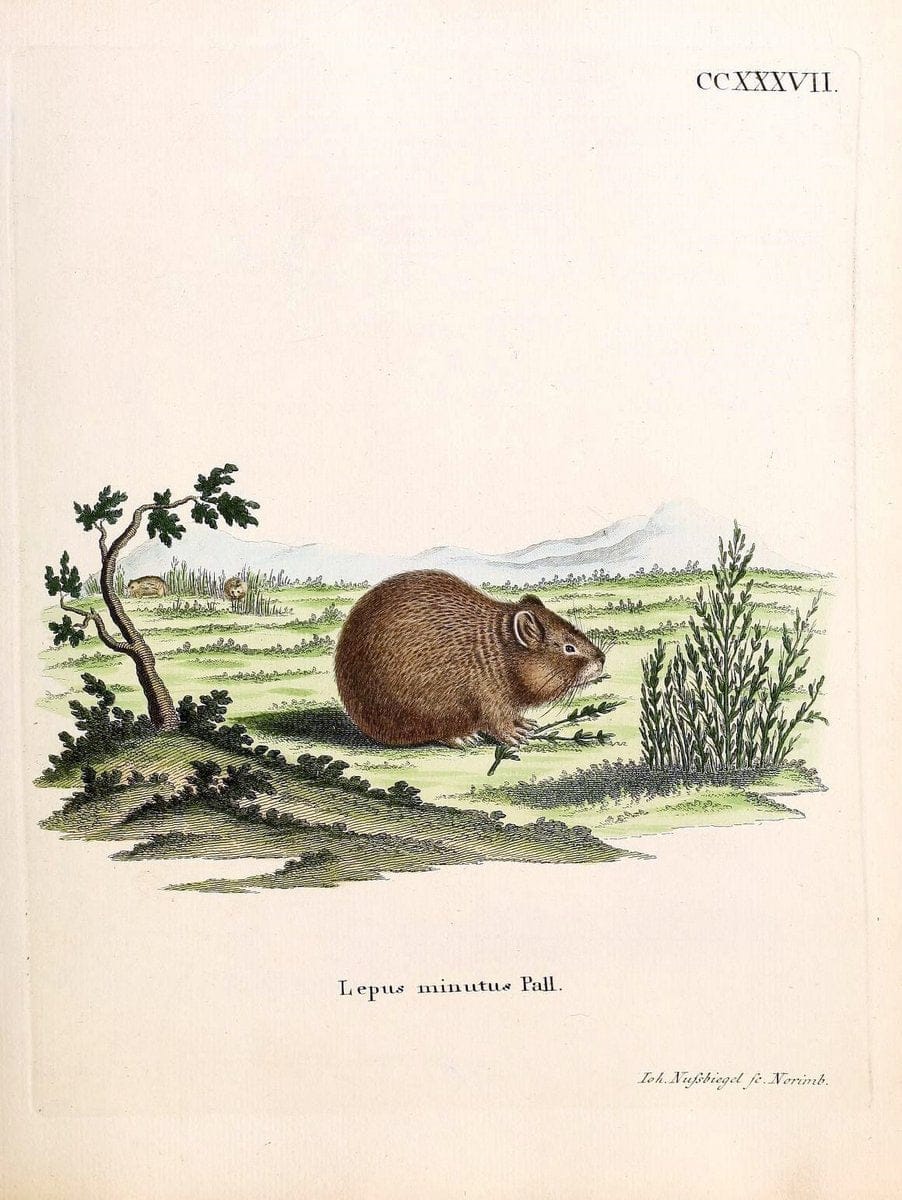 Die SÃ¤ugthiere in Abbildungen nach der Natur /.Erlangen :Expedition des Schreber'schen sÃ¤ugthier- und des Esper'schen Schmetterlingswerkes [etc.,1774]-1846.. |  | Vintage Print Reproduction 473419