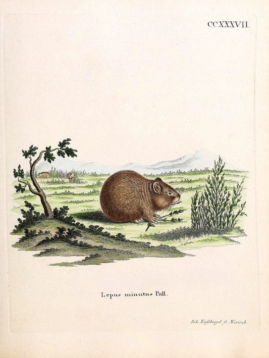 Die SÃ¤ugthiere in Abbildungen nach der Natur /.Erlangen :Expedition des Schreber'schen sÃ¤ugthier- und des Esper'schen Schmetterlingswerkes [etc.,1774]-1846.. |  | Vintage Print Reproduction 473419