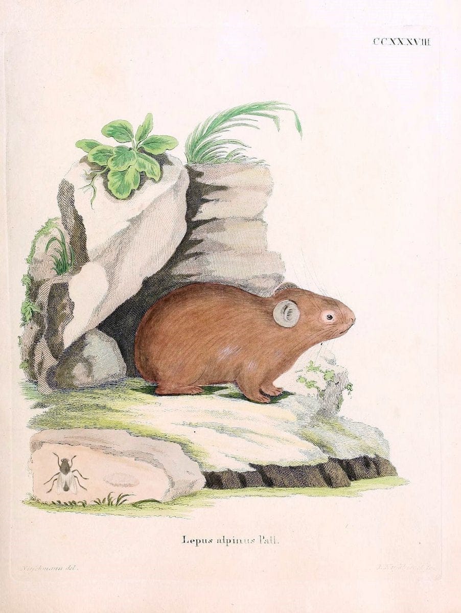 Die SÃ¤ugthiere in Abbildungen nach der Natur /.Erlangen :Expedition des Schreber'schen sÃ¤ugthier- und des Esper'schen Schmetterlingswerkes [etc.,1774]-1846.. |  | Vintage Print Reproduction 473420