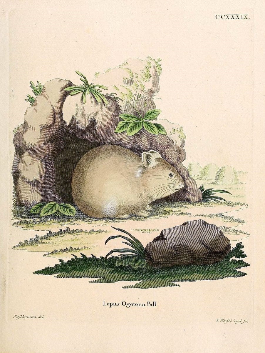 Die SÃ¤ugthiere in Abbildungen nach der Natur /.Erlangen :Expedition des Schreber'schen sÃ¤ugthier- und des Esper'schen Schmetterlingswerkes [etc.,1774]-1846.. |  | Vintage Print Reproduction 473421